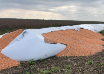 Rompieron un silobolsa y robaron 5 mil kilos de maíz entre Maciel y Oliveros