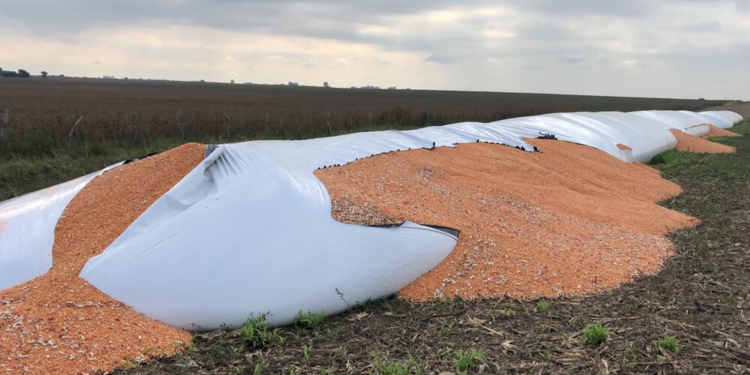 Rompieron un silobolsa y robaron 5 mil kilos de maíz entre Maciel y Oliveros