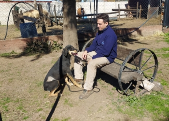 Tras el ataque en la Colonia, los dos perros líderes comenzaron a ser adiestrados