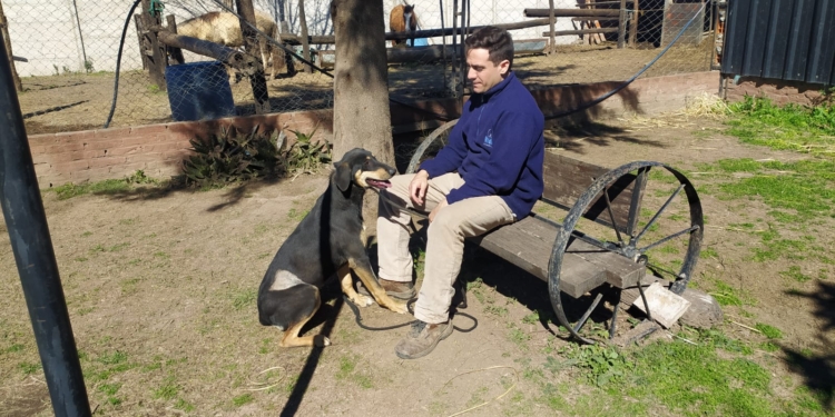 Tras el ataque en la Colonia, los dos perros líderes comenzaron a ser adiestrados