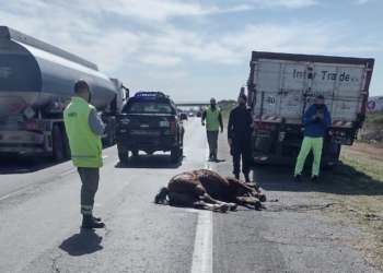 Un camión atropelló a un caballo en la autopista: el dueño del animal no apareció