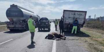 Un camión atropelló a un caballo en la autopista: el dueño del animal no apareció