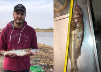 Atípico: pescó un pejerrey de un kilo desde la costa de Gaboto