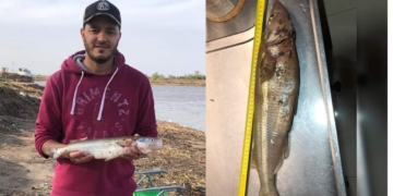 Atípico: pescó un pejerrey de un kilo desde la costa de Gaboto