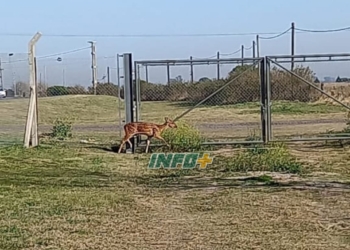 Barrancas: un ciervo quedó atrapado en una empresa e intentan ponerlo a salvo