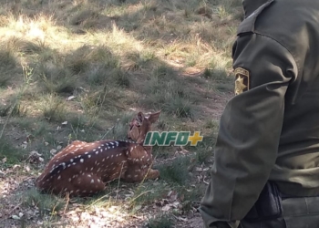 El ciervo rescatado en Barrancas está en la Granja la Esmeralda y será devuelto a su hábitat