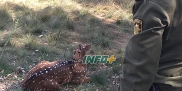 El ciervo rescatado en Barrancas está en la Granja la Esmeralda y será devuelto a su hábitat