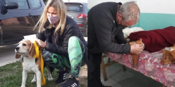 Más de 70 mascotas fueron esterilizadas este sábado en Totoras