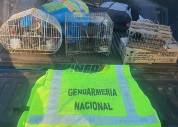 Liberaron a 20 aves enjauladas descubiertas en un control en Clason, sobre Ruta 34