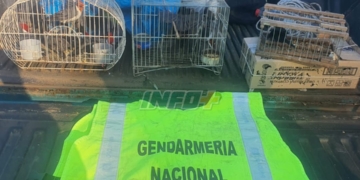 Liberaron a 20 aves enjauladas descubiertas en un control en Clason, sobre Ruta 34