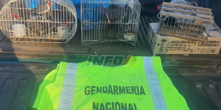 Liberaron a 20 aves enjauladas descubiertas en un control en Clason, sobre Ruta 34