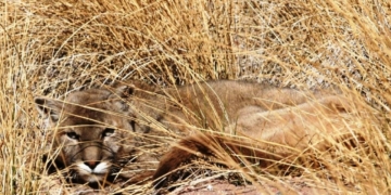 Un vecino de Bustinza denunció que un puma mató a sus animales