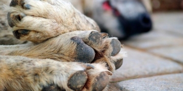 Tres perros murieron envenenados en Oliveros: piden máximos cuidados