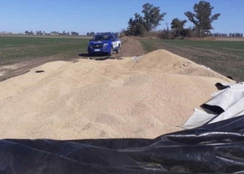 Otra vez los silobolsas: robaron 7 mil kilos de soja en un campo de Correa 