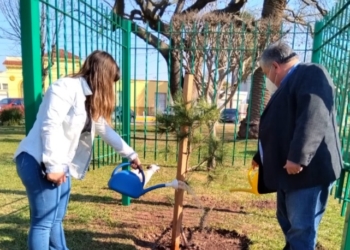 Trasplantaron un retoño del Pino Histórico de San Lorenzo en Timbúes