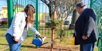 Trasplantaron un retoño del Pino Histórico de San Lorenzo en Timbúes