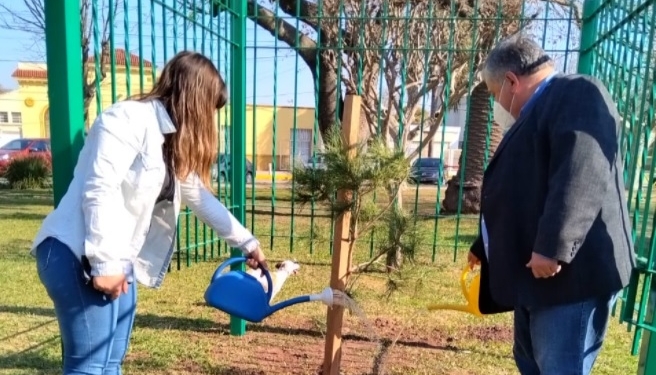 Trasplantaron un retoño del Pino Histórico de San Lorenzo en Timbúes