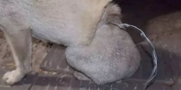 Denuncian la desaparición, torturas y muertes de animales en Andino