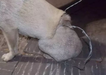 Denuncian la desaparición, torturas y muertes de animales en Andino