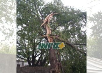 Susto en Maciel: cayó un rayo en el patio de un vecino y partió un árbol