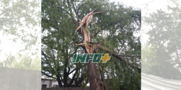 Susto en Maciel: cayó un rayo en el patio de un vecino y partió un árbol