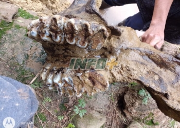 Andino: pescaban en el Carcarañá y encontraron un gran cráneo prehistórico