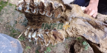 Andino: pescaban en el Carcarañá y encontraron un gran cráneo prehistórico