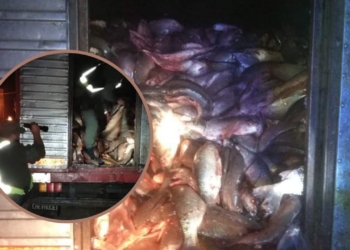 Bajante y depredación: detuvieron un camión en Maciel con mil pescados de especies prohibidas