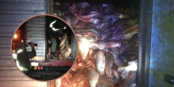 Bajante y depredación: detuvieron un camión en Maciel con mil pescados de especies prohibidas