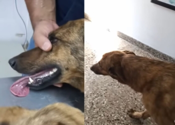 Una perra fue envenenada en San Genaro por tercera vez y lograron salvarla