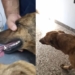 Una perra fue envenenada en San Genaro por tercera vez y lograron salvarla