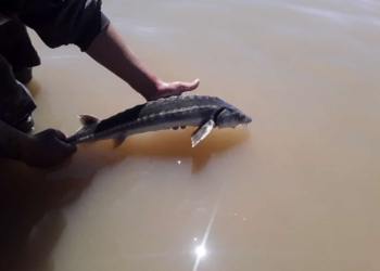 Sorpresa en Puerto Aragón: pescaron un esturión en el Río Coronda