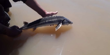 Sorpresa en Puerto Aragón: pescaron un esturión en el Río Coronda