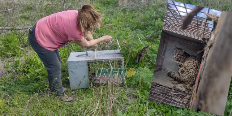 Encontraron un gato montés en Totoras: fue capturado y liberado