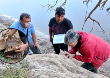 Andino invita a tres jornadas de rescate de restos de megafauna