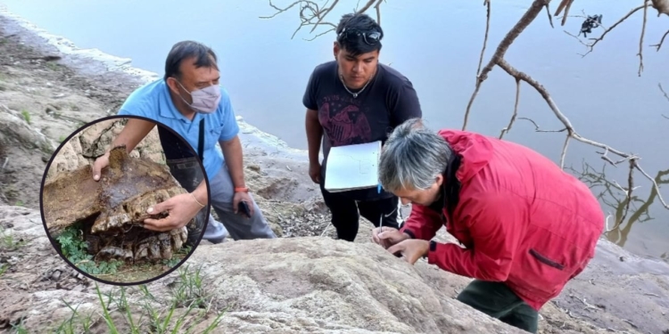 Andino invita a tres jornadas de rescate de restos de megafauna