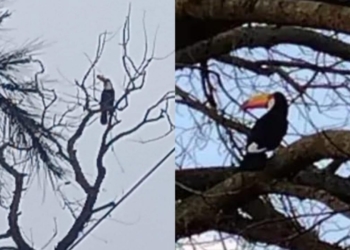 El humo en Oliveros corrió a «Tucanette» y se afincó en Gaboto