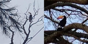 El humo en Oliveros corrió a «Tucanette» y se afincó en Gaboto