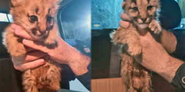 Mataron a una mamá puma y sus tres cachorros quedaron a la deriva: uno murió