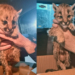Mataron a una mamá puma y sus tres cachorros quedaron a la deriva: uno murió