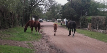 Timbúes: controlarán la presencia de caballos sueltos tras reiterados accidentes