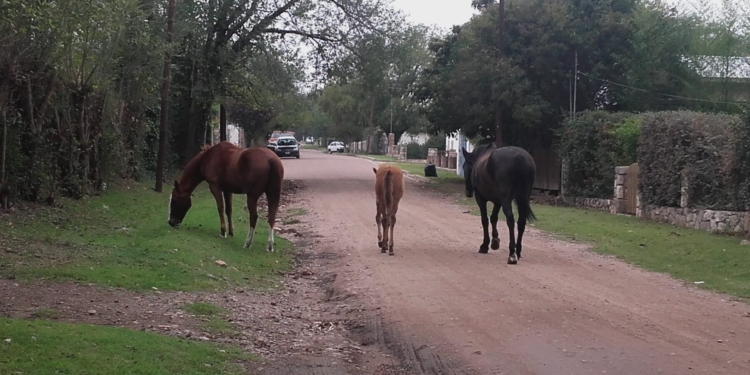 Timbúes: controlarán la presencia de caballos sueltos tras reiterados accidentes