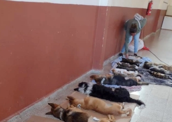 Otorgan turnos para una nueva jornada de castración en Oliveros