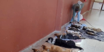 Otorgan turnos para una nueva jornada de castración en Oliveros