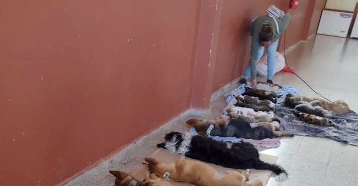 Otorgan turnos para una nueva jornada de castración en Oliveros