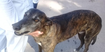 Juntan firmas para que los perros de la Colonia no sean llevados al IMUSA