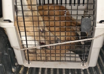 Rescataron en Gálvez a un Aguará Guazú y fue liberado