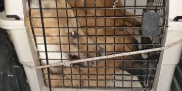 Rescataron en Gálvez a un Aguará Guazú y fue liberado