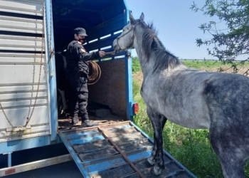 Secuestraron 5 caballos sueltos en autopista entre Aldao y Rosario