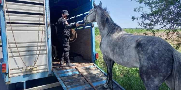 Secuestraron 5 caballos sueltos en autopista entre Aldao y Rosario
